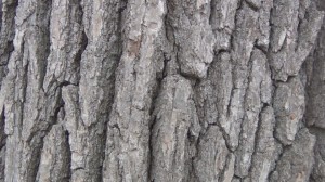 tree bark fractal